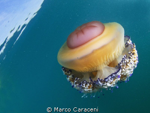 I Colori della Medusa Cassiopea by Marco Caraceni 